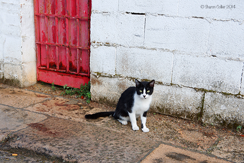 Andalusian Cat